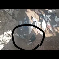 کبوتر|پرنده|ایجرود, |دیوار