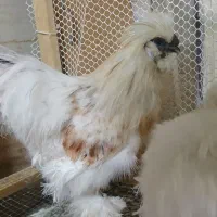 مولد نژاد ابریشمی|حیوانات مزرعه|لاهیجان, کوی خزر|دیوار