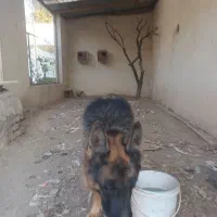 فروش‌توله‌۹‌ماهه‌سگ‌شیانلو