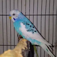 مرغ عشق جفت رنگ خاص لوتینو