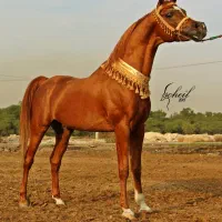 سیلمی دوسر مصری