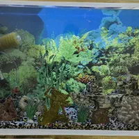 آکواریوم سالم و بزرگ