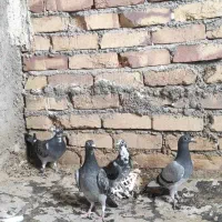 ۵ تا جوجه آلمانی کبوتر