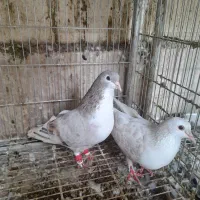ساده خالدار