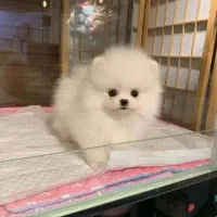 سگ 88روزه پامرانین مخصوص خاص پسندا