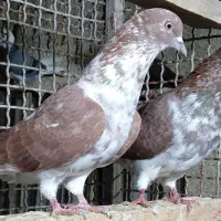 کبوتر پروازی درجه یک