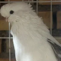 کبوتر نوک قنار با اصل و نصب|پرنده|علیآباد کتول, |دیوار