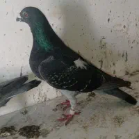 یه جفت ساعت مچی عکسشون گذاشتم