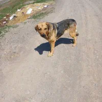 سگ ماده نگعبان رایگان