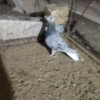 چند تا کفتر خوب|پرنده|یونسی, |دیوار