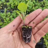 نشا بادمجان لامپی آماده انتقال