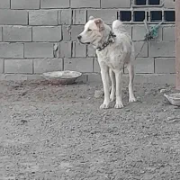 گله ای