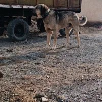 واگذاری سگ پژدر|سگ|ماهیدشت, |دیوار