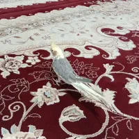 یک عدد عروس هلندی نر