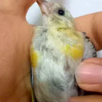 جوجه سهره کرمانشاهی کرواتی چهارگل پرخال سیاه|پرنده|مشهد, جانباز|دیوار