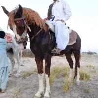 کرنک چهار قلم سفید یورقه|اسب و تجهیزات اسبسواری|ملکآباد, |دیوار