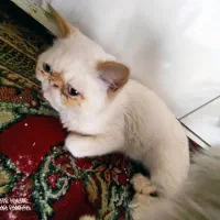 گربه پرشین و هیمالین