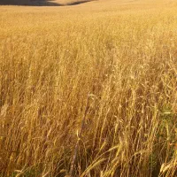 کاه گندم دیم