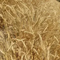 گندم بذری دیم