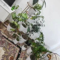 گل طبیعی|گل و گیاه طبیعی|قوچان, |دیوار