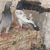 کبوتر