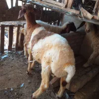 بره نر جوان زیبا و تمیز