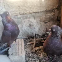 کبوتر سرخ و زاغ آبادانی|پرنده|اصفهان, گورتان|دیوار