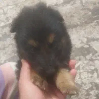 توله ژرمن دورنگ