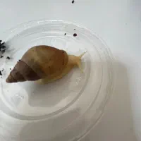 فروش حلزون|خزنده|شیراز, ریاستی|دیوار