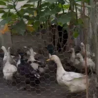 فروش ۱۵ عدد اردک محلی