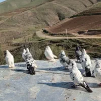 کفتر