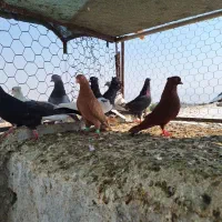 پرنده|پرنده|تهران, آهنگ|دیوار