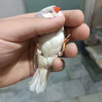 کینگ زبرا