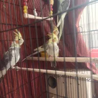 عروس هلندی مولد