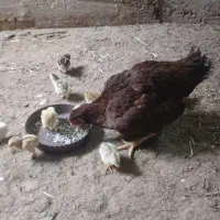 جوجه مرغ لاری