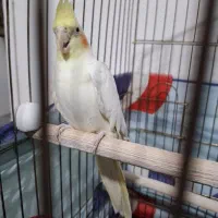 فروش عروس هلندی نر / مست|پرنده|خنداب, |دیوار