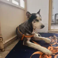 سک نر نژاد هاسکی|سگ|بابل, |دیوار