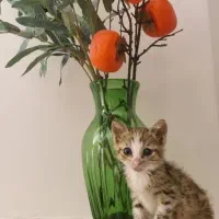 بچه گربه بامزه