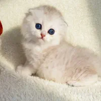 گربه های جذاب ‌خاص