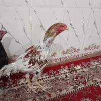 مرغ|حیوانات مزرعه|خاش, |دیوار