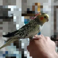 عروس هلندی ماده (دستی)بضمانت تخم و جوجه