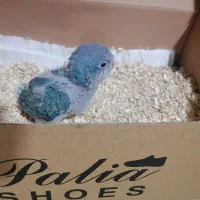 جوجه راهب|پرنده|کاشمر, |دیوار