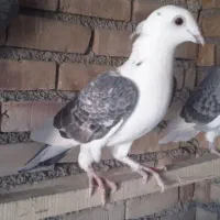 کبوتر ماده|پرنده|محمدبار, |دیوار