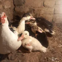 اردک های اسرائیلی کوچک و بزرگ|حیوانات مزرعه|قیدار, |دیوار