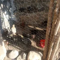 ۱۴تا جوجه ۳۵ روزه