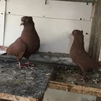 کفتر کبوتر بهبهانی|پرنده|شیراز, تندگویان|دیوار