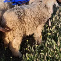 بره سبک