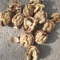 گردو میگون