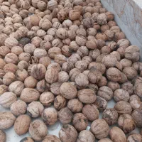 گردو کلات