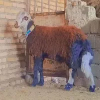 بره قوچی بی گوش